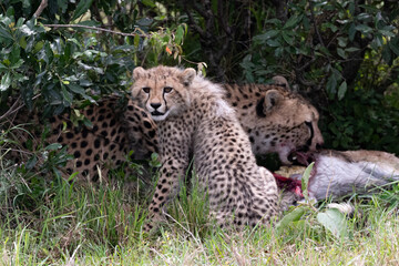 cheetah and cub