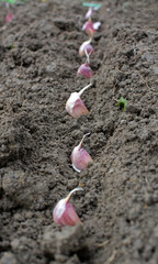 A clove of garlic seeds lies in a row in the soil
