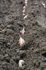 A clove of garlic seeds lies in a row in the soil