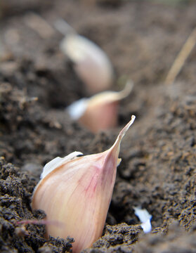 A clove of garlic seeds lies in a row in the soil