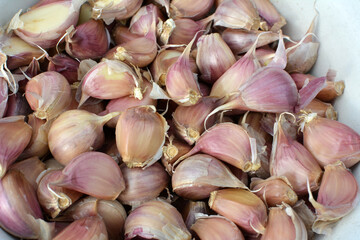 Separated cloves of garlic before planting in the ground
