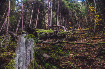 Wald