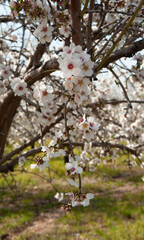  Close up of flowering almond trees. Israel.