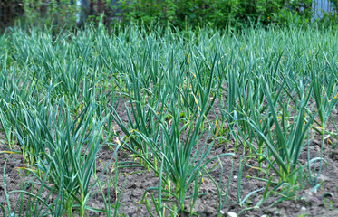 Garlic grows in the open ground