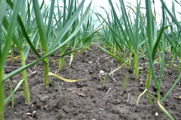 Garlic grows in the open ground