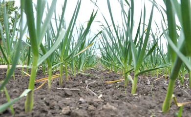 Fototapeta premium Garlic grows in the open ground