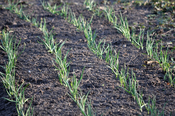 Garlic grows in the open ground