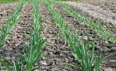 Garlic grows in the open ground