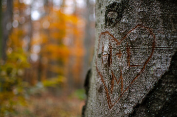 Baum Liebeszeichen