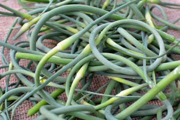 Garlic arrows are collected