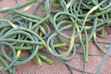 Garlic arrows are collected