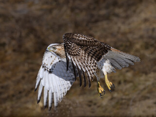 Red-Tailed Hawk Takes Off From the Field in Winter