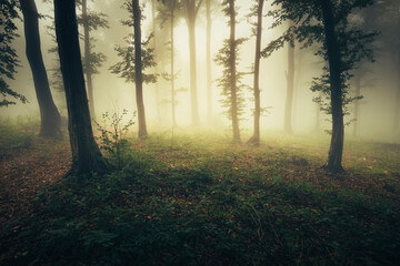 morning sun light misty forest