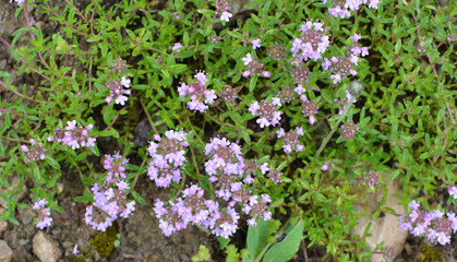 Thyme (Thymus serpyllum) blooms in nature