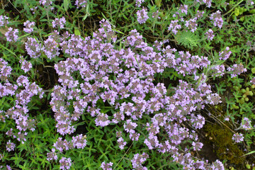 Obraz premium Thyme (Thymus serpyllum) blooms in nature