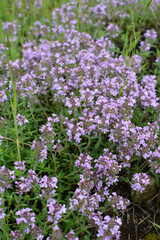 Thyme (Thymus serpyllum) blooms in nature