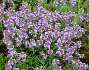 Thyme (Thymus serpyllum) blooms in nature