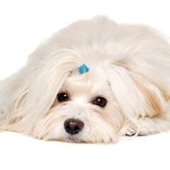 Sad Coton De Tulear dog resting on a clean white background