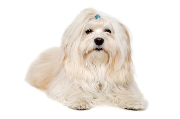 Sad Coton De Tulear dog resting on a clean white background