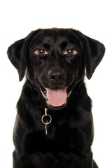 Fototapeta premium therianthrope labrador retriever dog with human eyes