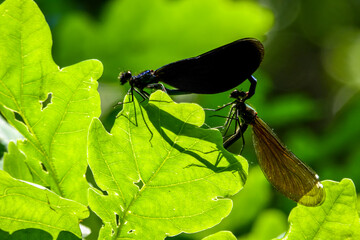 Zwei sich paarende blaue Prachtlibellen, verstecken sich hinter einem sonnengrünen Eichenblatt. Liebesspiel der Insekten am Tag. Waldlibellen während der Paarungszeit. Insekten bei der Paarung. love