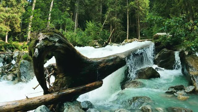 Enchanted Landscape in a Northern European Forest