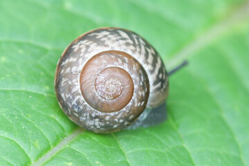 Snail shell showing logarithmic spiral, also known as equiangular spiral  or growth spiral