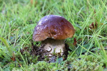 Pine bolete, edible wild mushroom from Finland