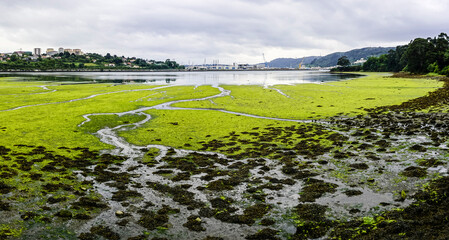 Final area of a Galician estuary with a green meadow in the foreground