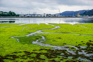 Final area of a Galician estuary with a green meadow in the foreground