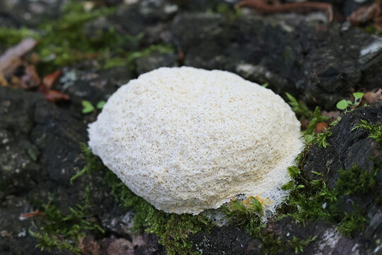 Scrambled egg slime mold, also known as dog vomit slime mold