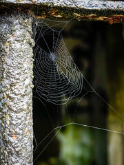 Small spider web located on the rusty bars of a window