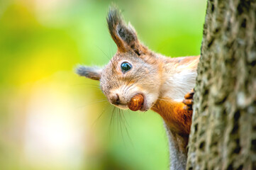 Naklejka na ściany i meble A beautiful funny squirrel on a tree holds a nut in its teeth on a blurry background