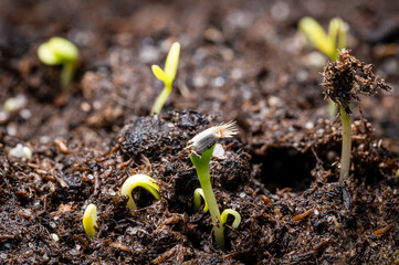 Wildflower seedlings breaking through soil