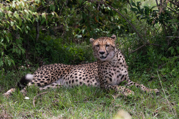cheetah in the grass