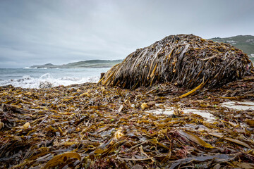 Galician coast beach completely full of algae © cribea
