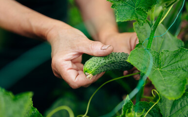 Female gardener grows cucumbers. The concept of gardening, farming and cucumber growing. Close up