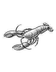 hand drawn lobster