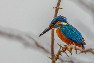 Common Kingfisher on branch - Alcedo atthis