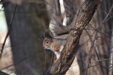 Animals are a traditionally (since the time of Aristotle) distinguished category of organisms, currently considered as a biological kingdom.