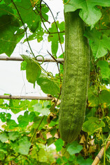 one large green zucchini and leaf in the zucchini garden nature background, vegetable, food, fresh, health, copy space