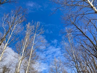 bare trees in winter