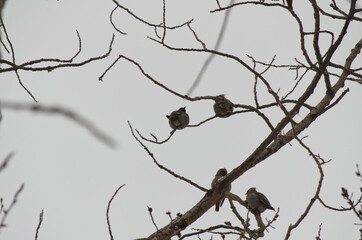 Cedar Waxwings perched in a Tree