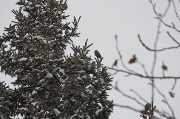 Cedar Waxwings perched in a Tree
