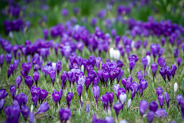bunte Blumenwiese im Frühling