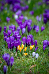 Krokusse auf dem Feld