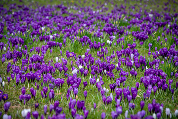 Bunte Blumenwiese im Fr&uuml;hling