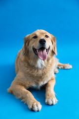 Selective focus vertical portrait of stunning yellow Bernese Mountain Dog mixed with Pyrenean Mountain Dog lying down with mouth open against plain blue background
