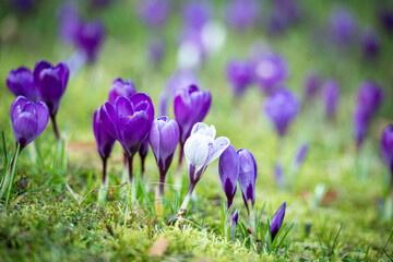 Frühlingsblumen 