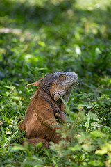 Green iguana